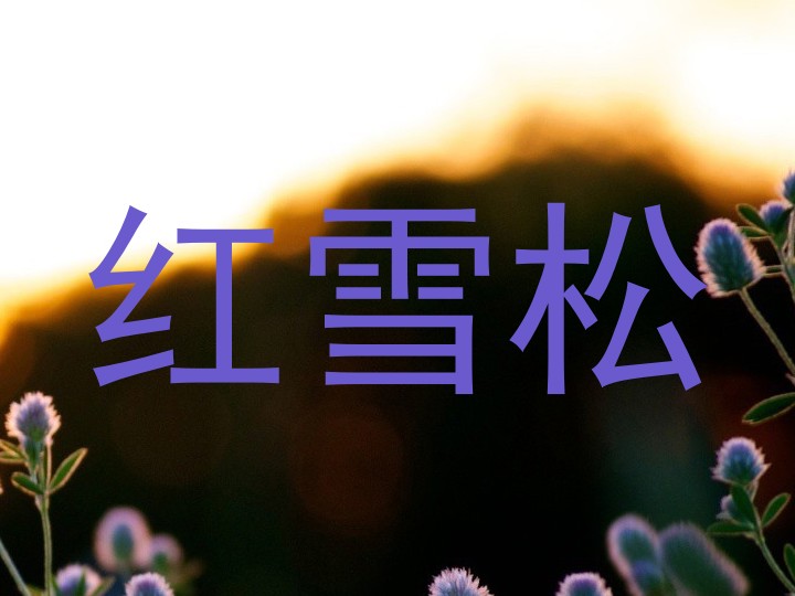 红雪松