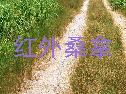 红外桑拿