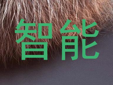 智能