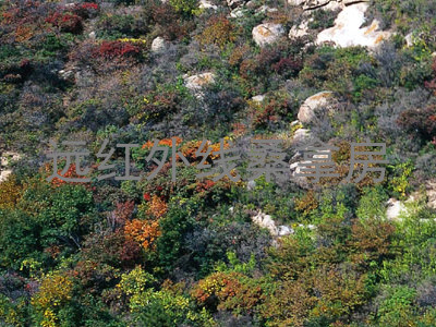 远红外线桑拿房