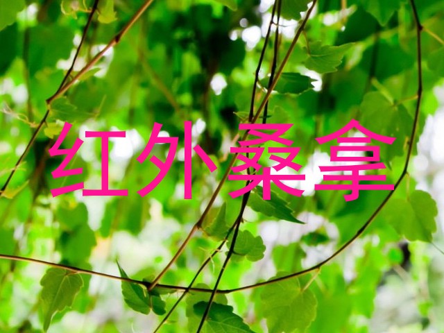 红外桑拿