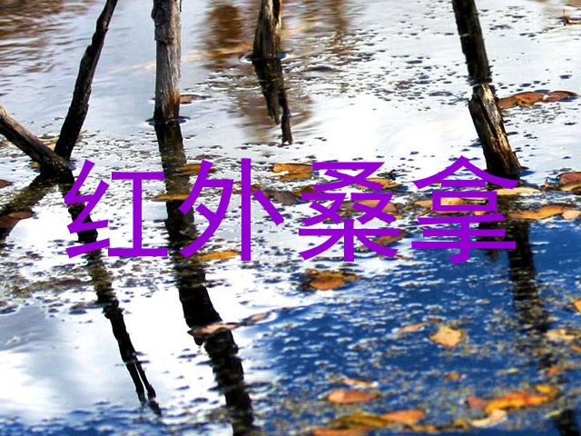 红外桑拿