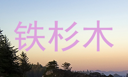 铁杉木