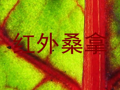 红外桑拿