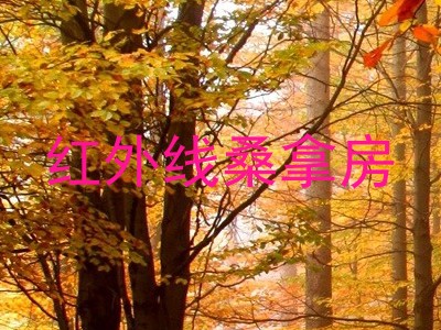 红外线桑拿房