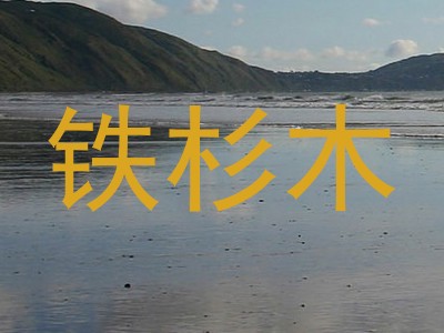 铁杉木
