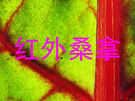 红外桑拿