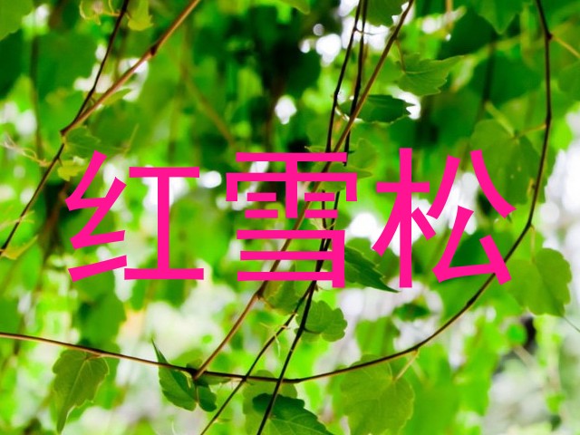 红雪松