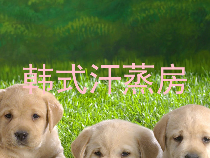 韩式汗蒸房