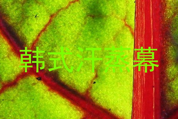韩式汗蒸幕