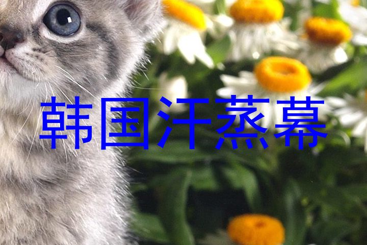 韩国汗蒸幕