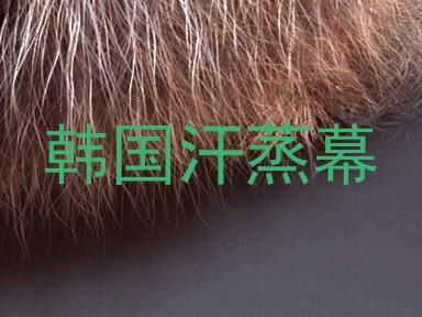 韩国汗蒸幕