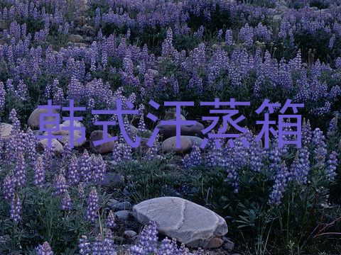 韩式汗蒸箱
