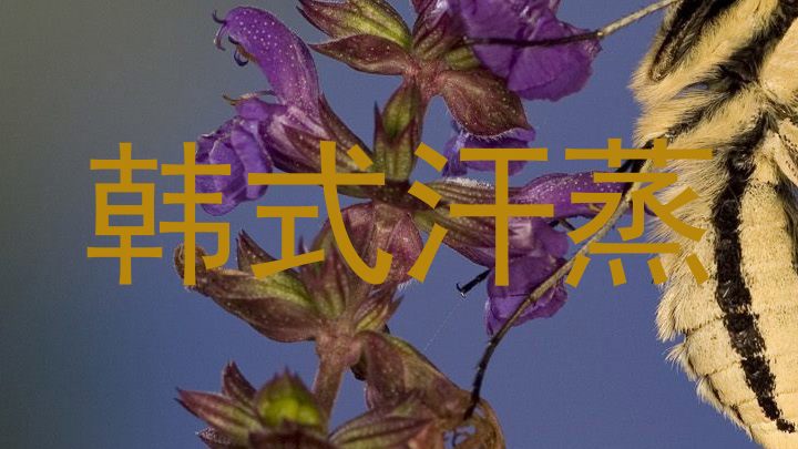 韩式汗蒸