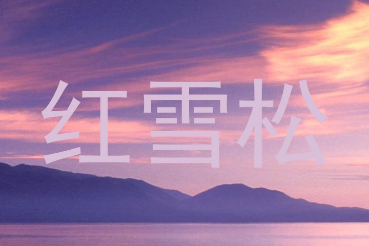 红雪松