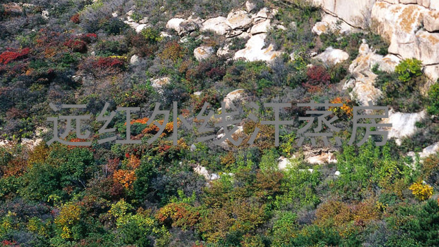 远红外线汗蒸房