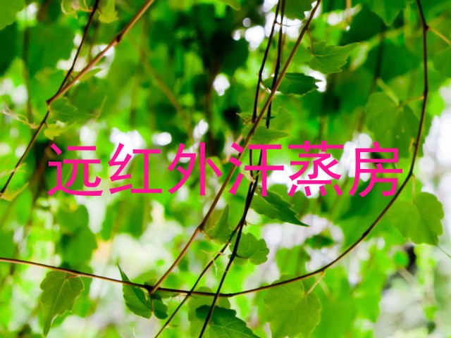 远红外汗蒸房