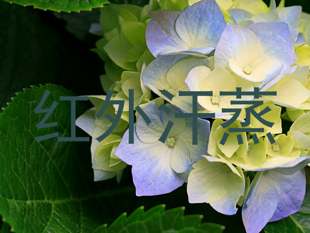 红外汗蒸