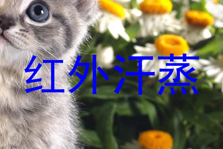 红外汗蒸