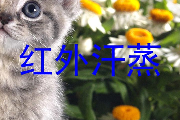 红外汗蒸
