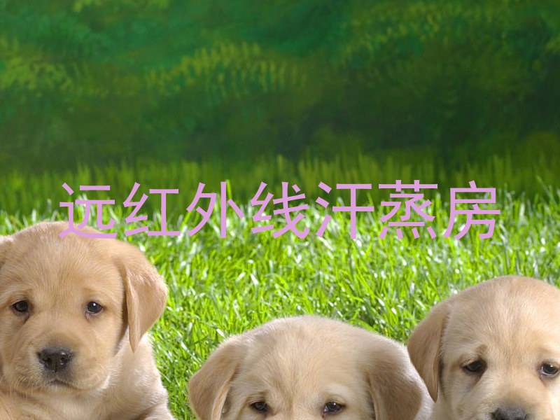 远红外线汗蒸房