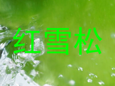 红雪松