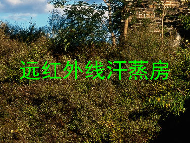 远红外线汗蒸房