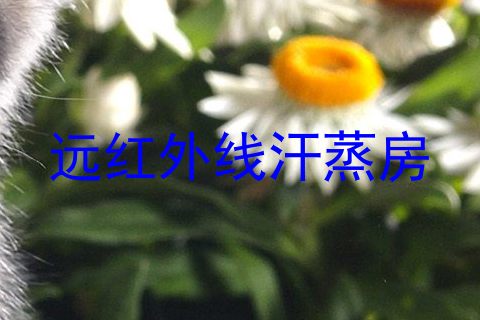 远红外线汗蒸房