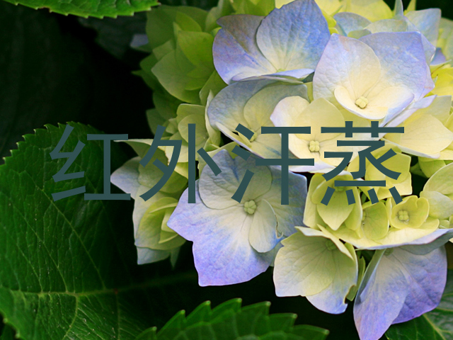 红外汗蒸