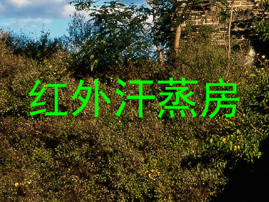 红外汗蒸房