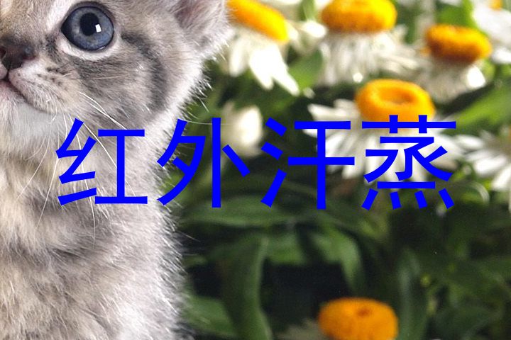 红外汗蒸