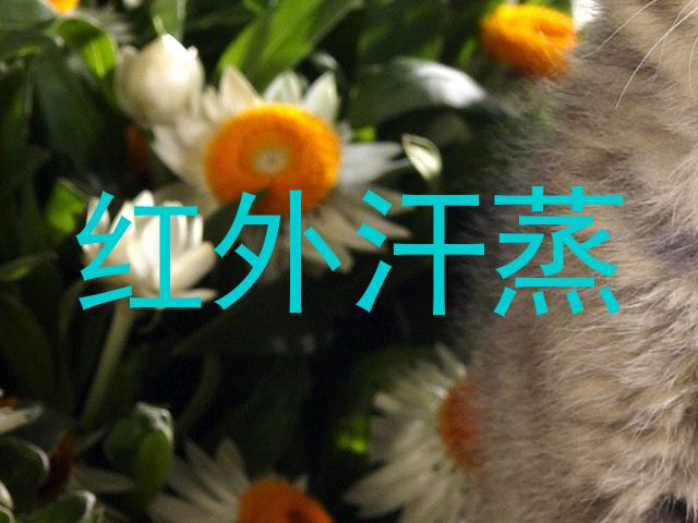 红外汗蒸