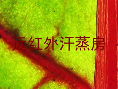 远红外汗蒸房