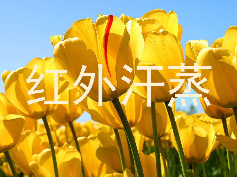 红外汗蒸
