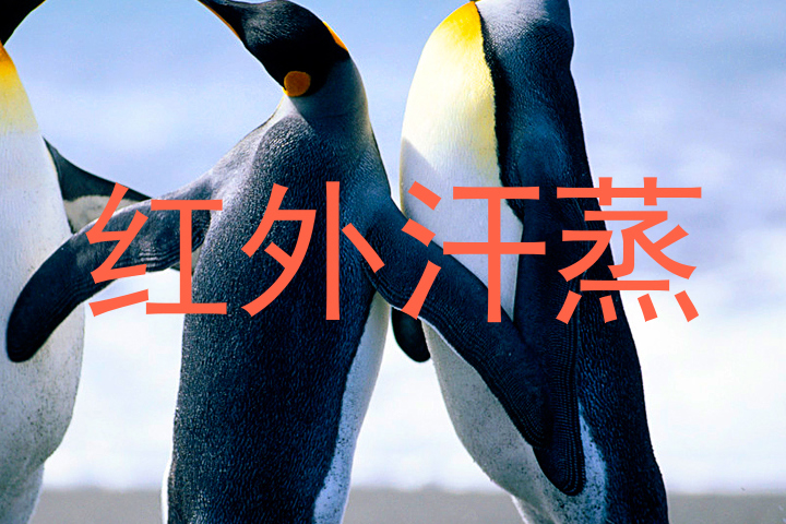 红外汗蒸
