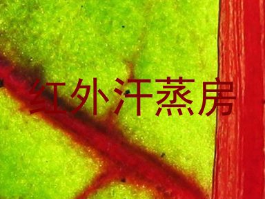 红外汗蒸房