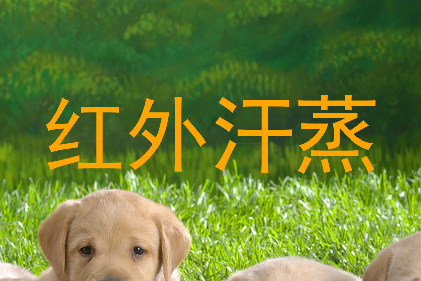 红外汗蒸