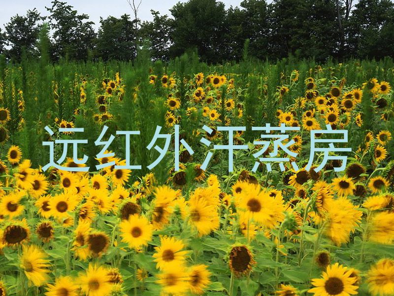 远红外汗蒸房