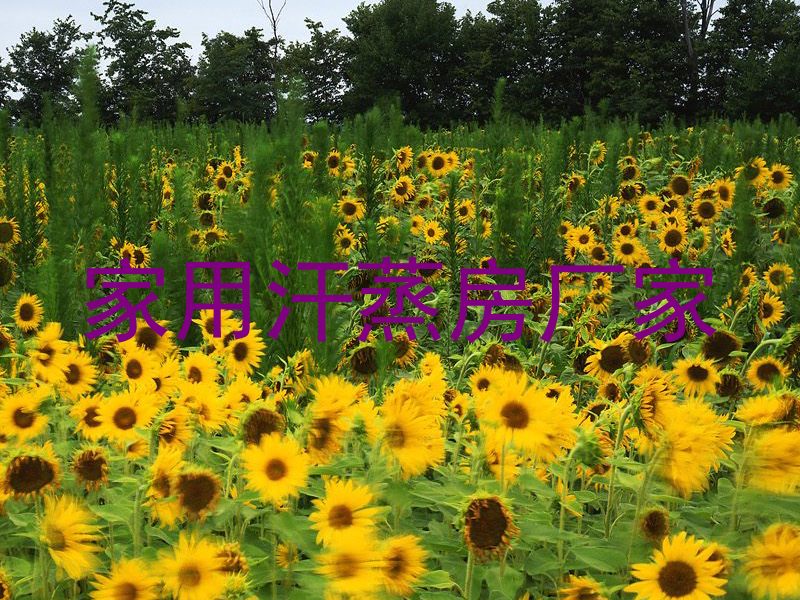 家用汗蒸房厂家