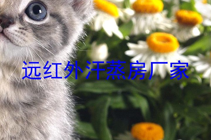 远红外汗蒸房厂家