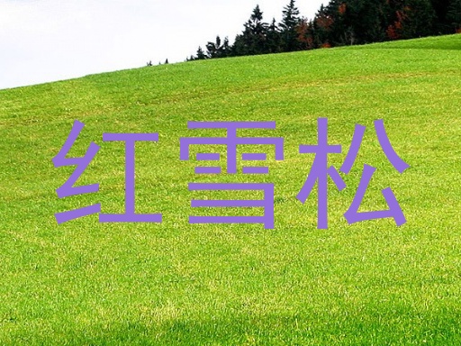 红雪松