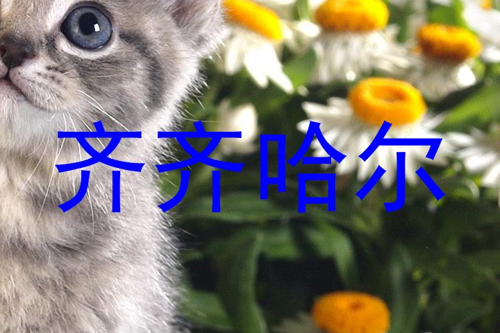 齐齐哈尔