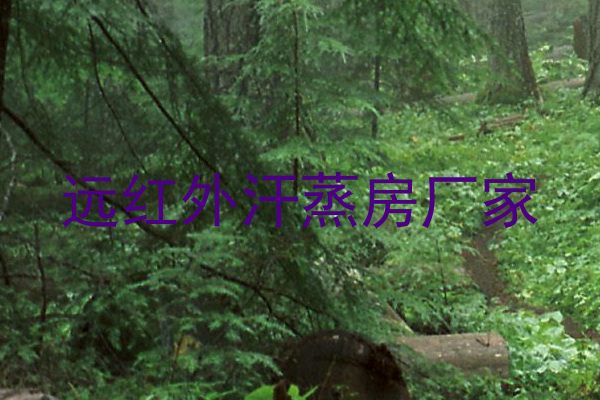 远红外汗蒸房厂家