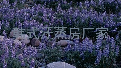 韩式汗蒸房厂家