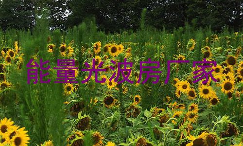 能量光波房厂家
