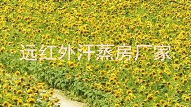 远红外汗蒸房厂家