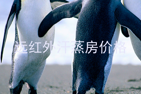 远红外汗蒸房价格