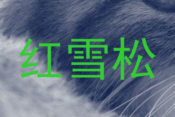 红雪松