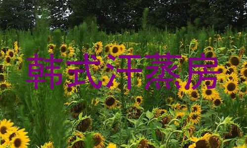韩式汗蒸房