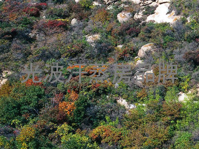 光波汗蒸房品牌